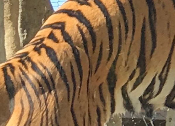Tiger stripes2