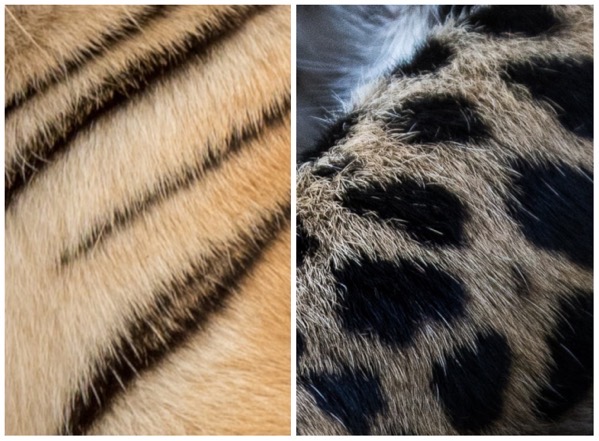 Tiger and leopard markings close up