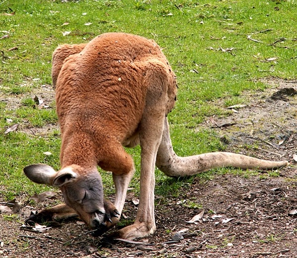 Kangaroo photo by Paul Copeland from the Morguefile site
